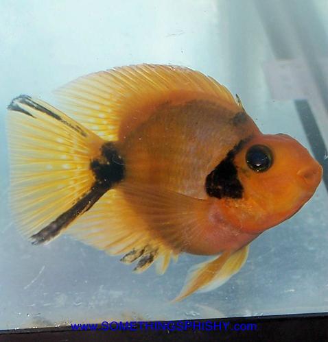 Parrot - Black Slashed Golden - 3 inch